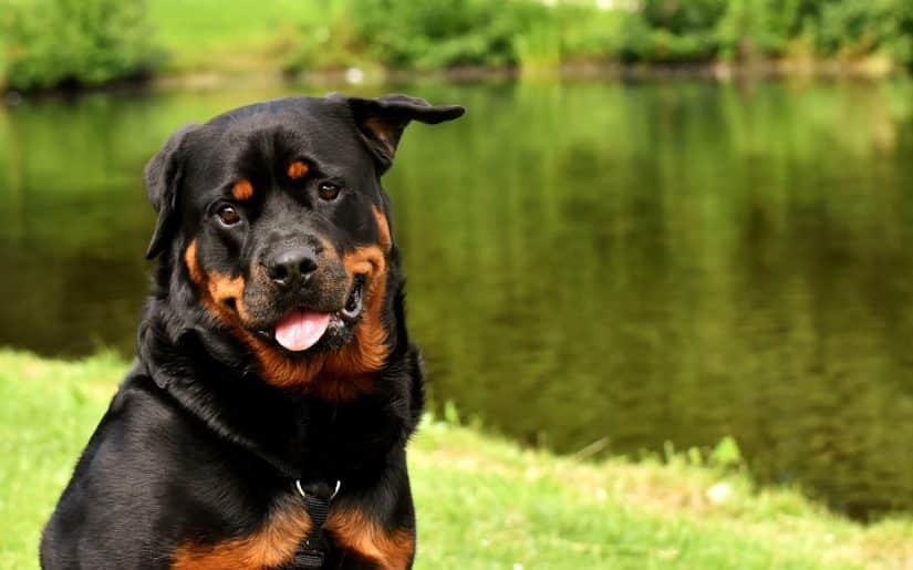 como viajar com cachorro de avião