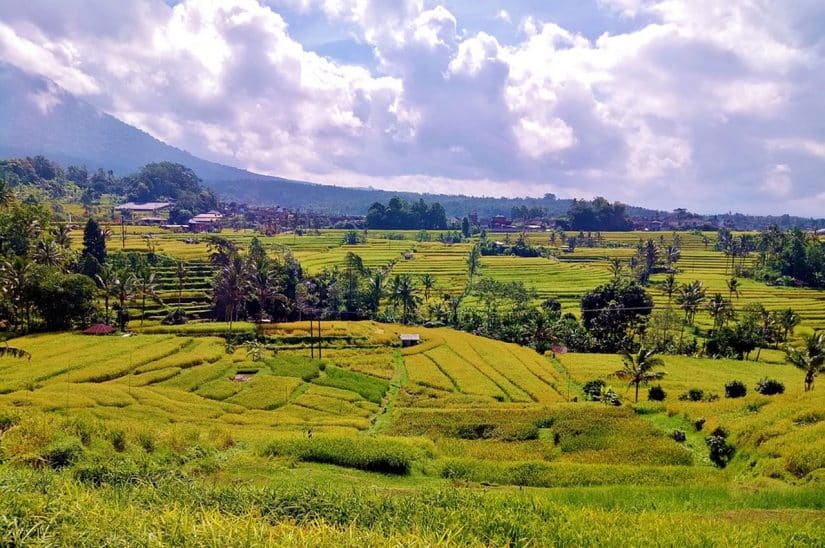 Roteiro em Ubud com terraços de arroz