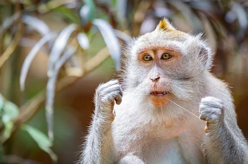 Ingresso para a Floresta dos Macacos em Bali