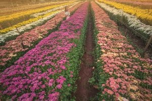 Onde ficar em Holambra: melhores bairros e cidades próximas Onde ficar em Holambra: melhores bairros e cidades próximas