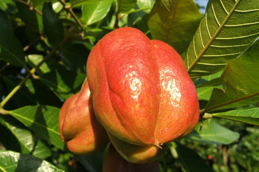 Vale a pena conhecer as plantações jamaicanas de Sun Valley ocho rios