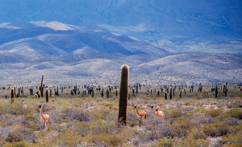 Pontos turísticos de Salta Parque Nacional Los Cardones