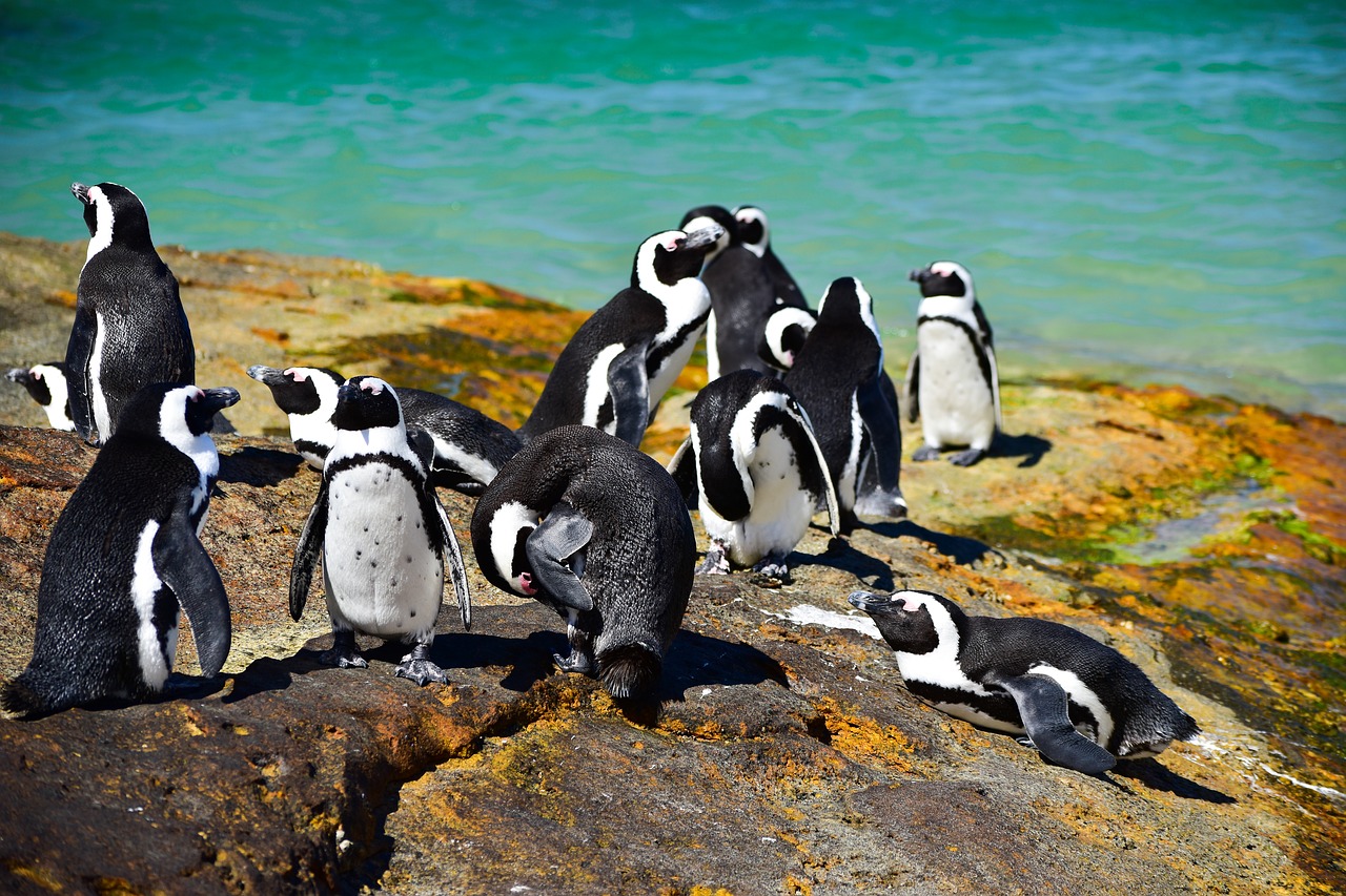 pinguins boulders beach cidade do cabo