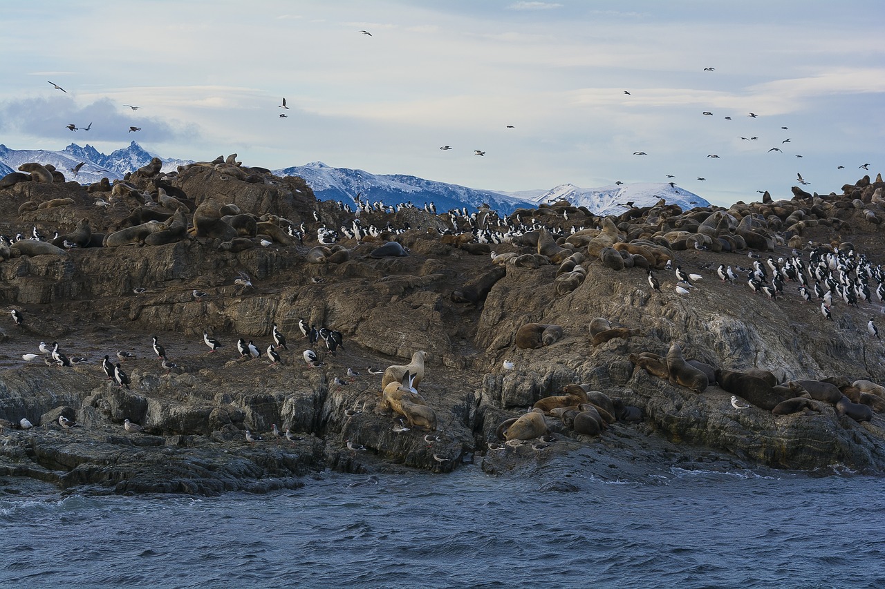 Ilha dos Pinguins em Ushuaia Ilha Martillo Ushuaia