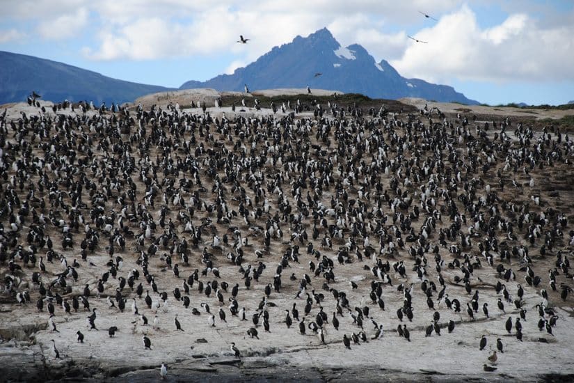 brasileiros em ushuaia