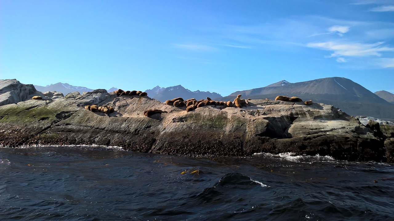 Ilha dos lobos-marinhos em Ushuaia canal beagle hotel
