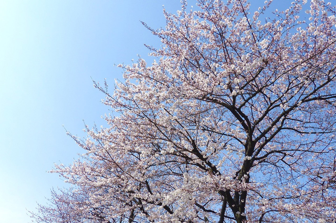 Curiosidades do Japão sakura japão