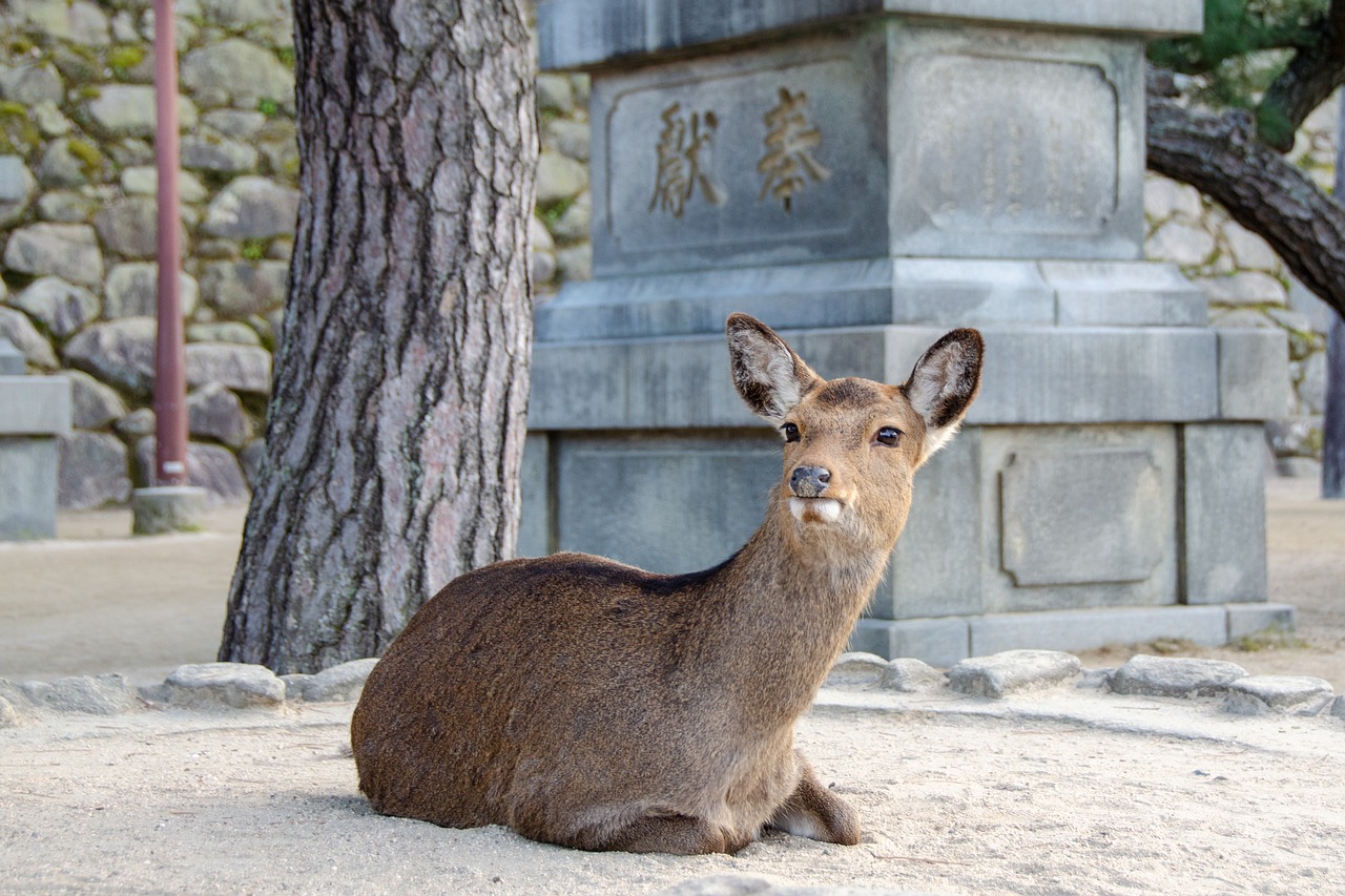 miyajima, japao roteiro de trem no japão