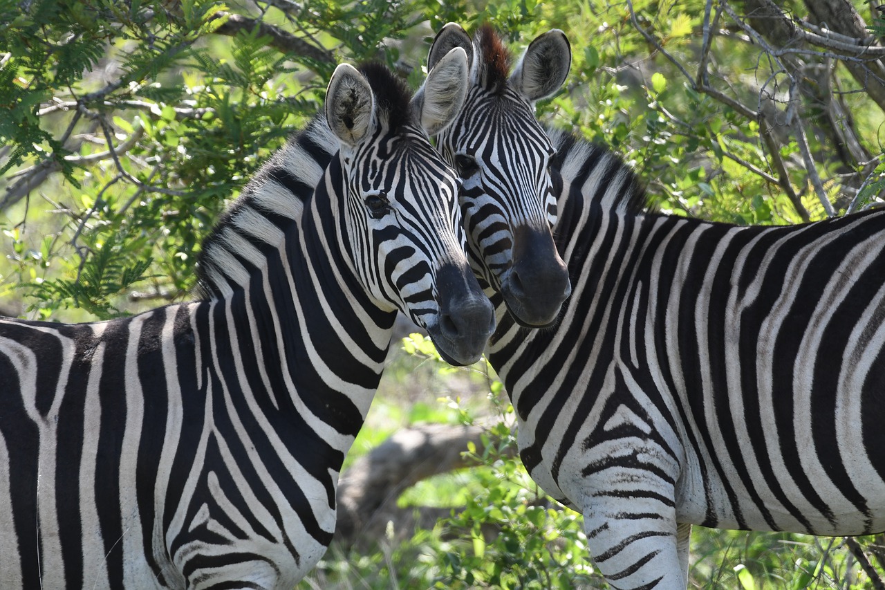 safari kruger