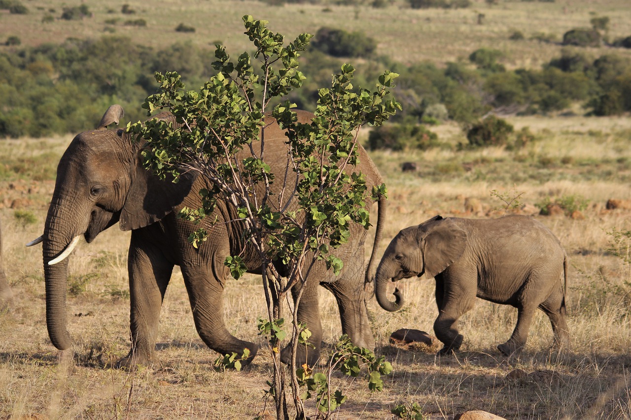 parque pilanesberg safari