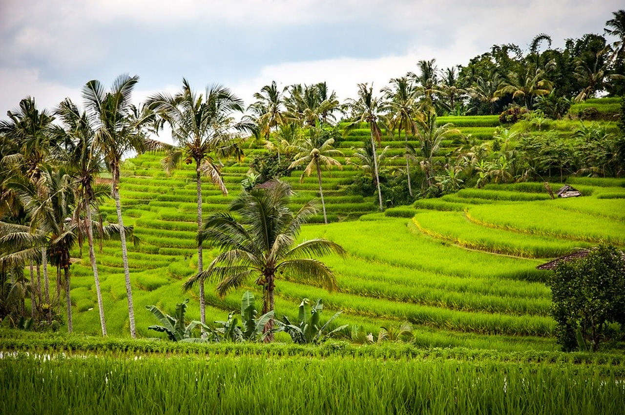 campos de arroz em bali