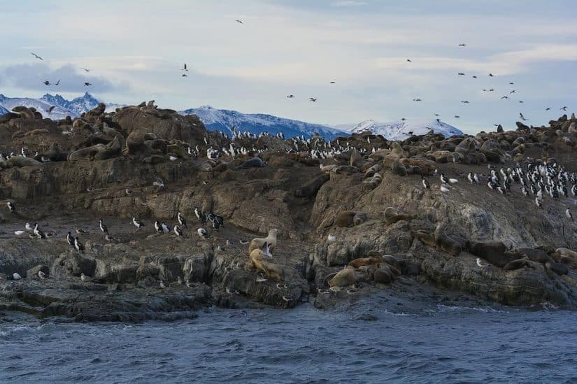 Ilha Martillo Ushuaia