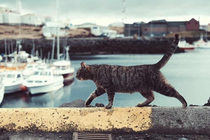 pode Viajar com gato de avião no Brasil