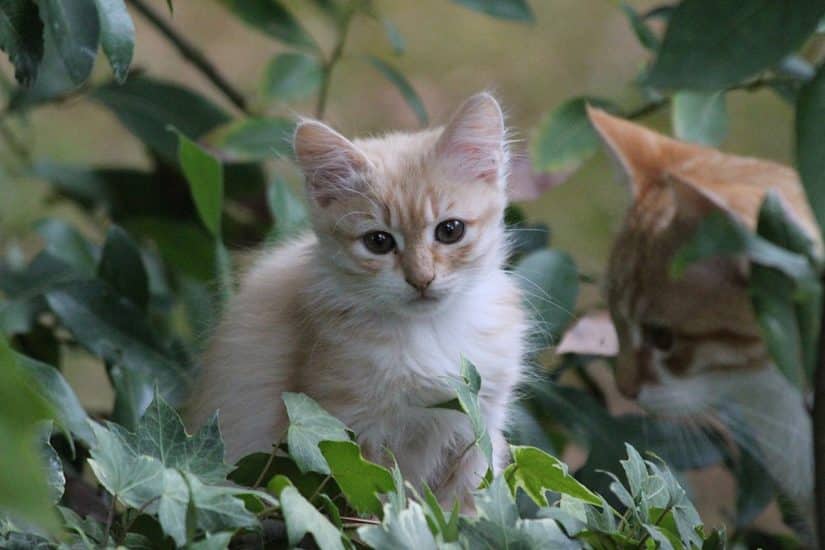 idade minima do pet para viajar