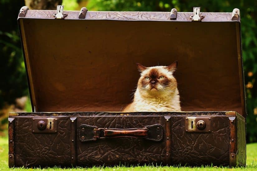 Viajar com gato de avião no Brasil documentos