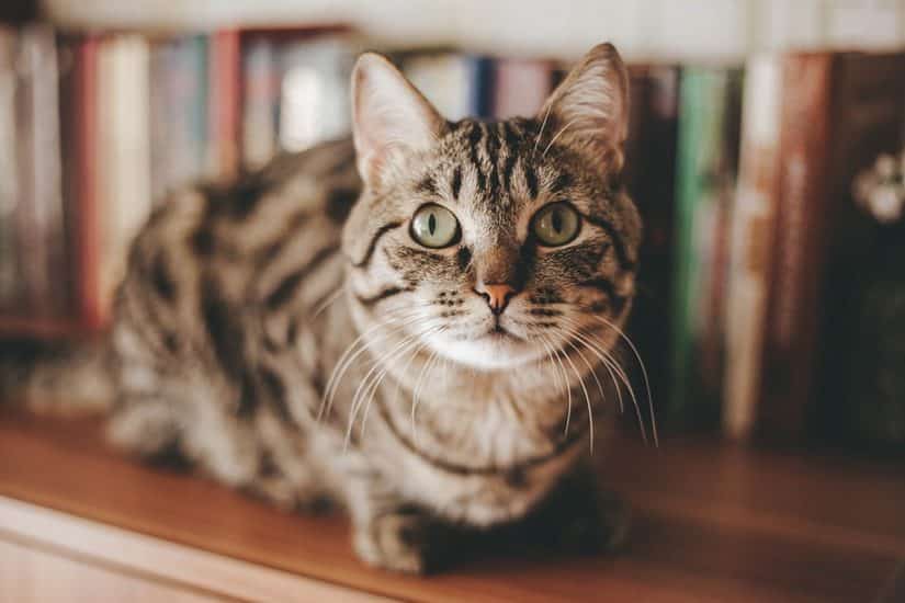 Viajar com gato de avião no Brasil regras