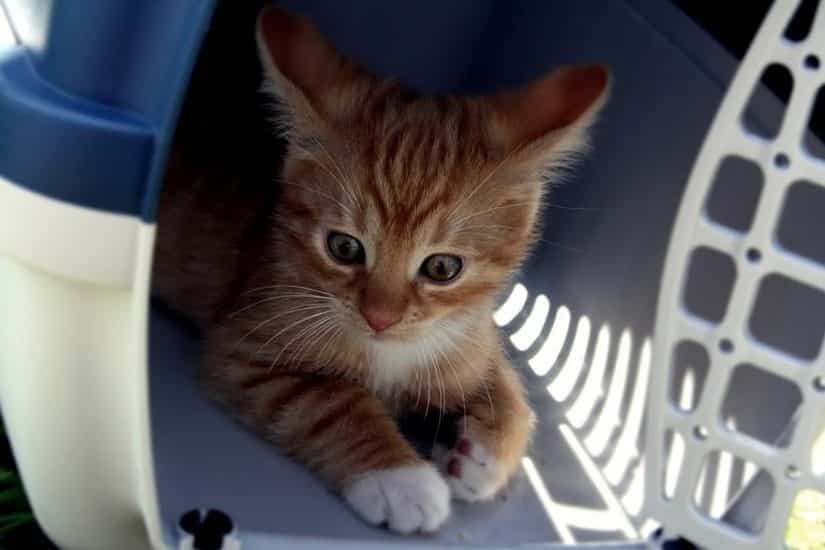 dicas de viagens com pet