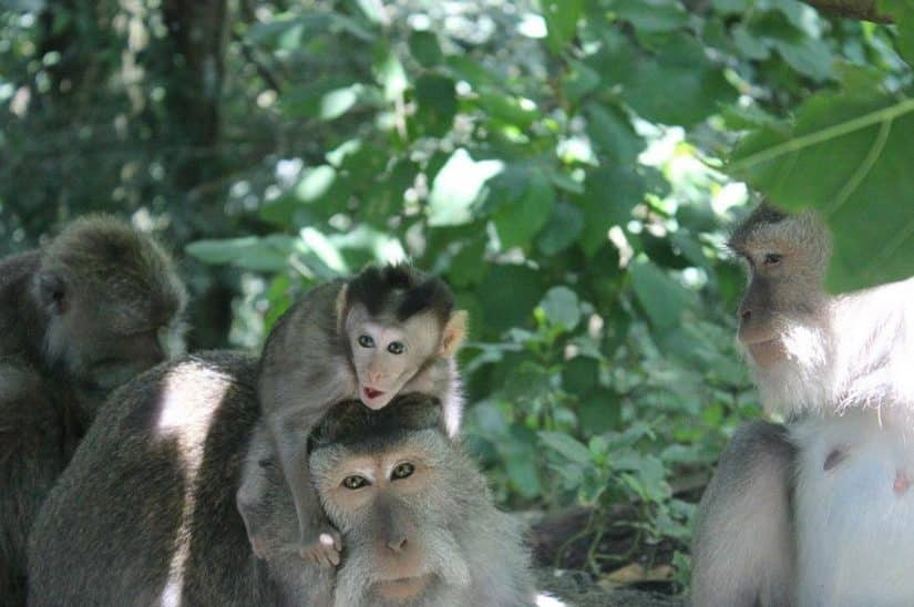 floresta dos macacos bali