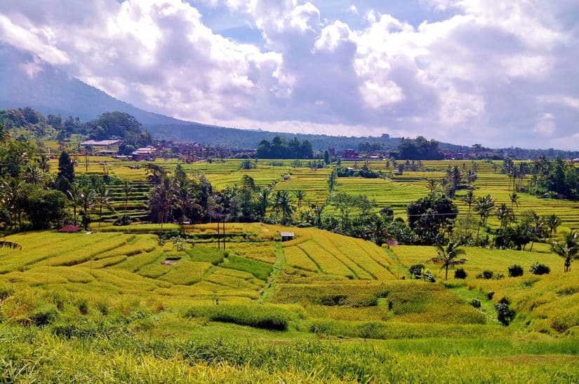 Roteiro por bali campos de arroz