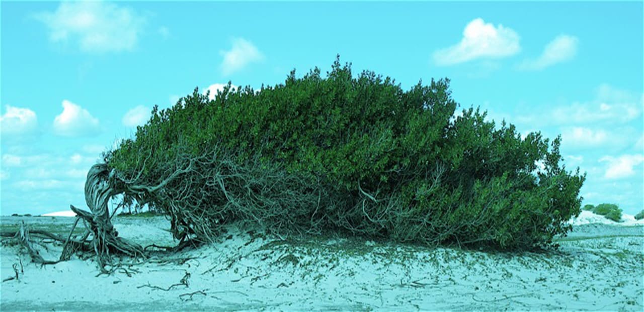 Árvore da Preguiça Fotos de Jericoacoara - Árvore da Preguiça