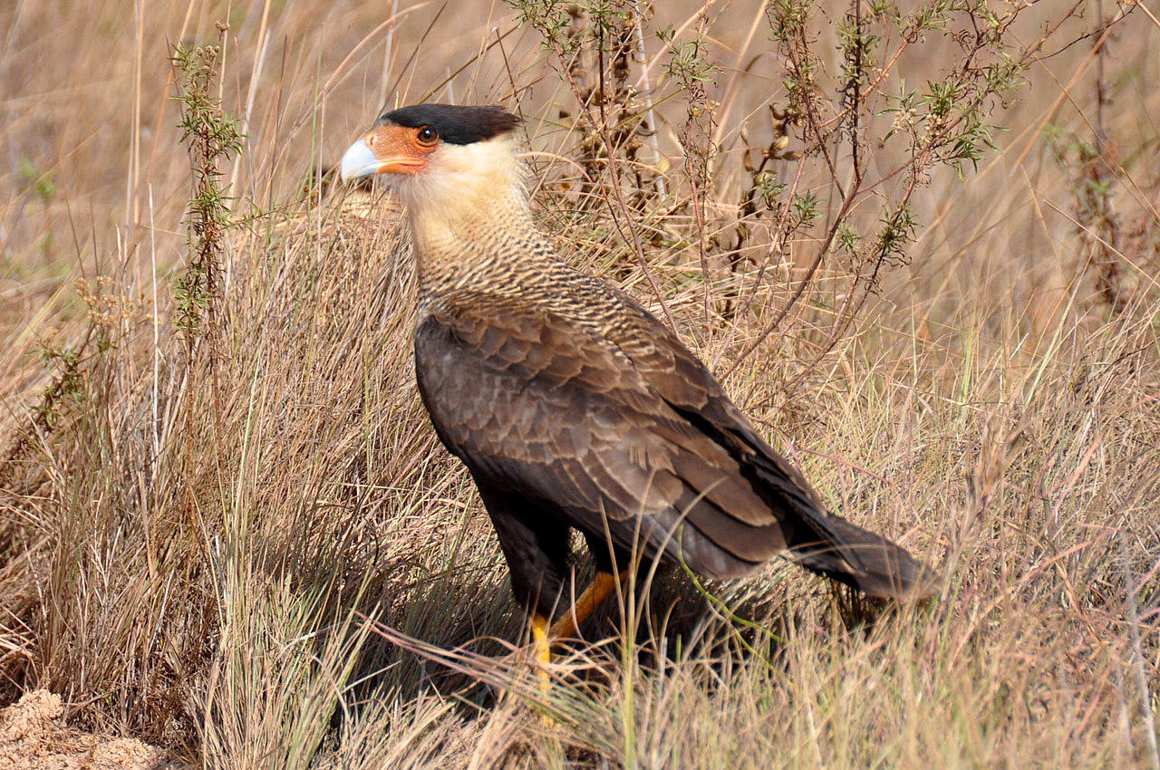 Capitólio fauna fauna cerrado mineiro
