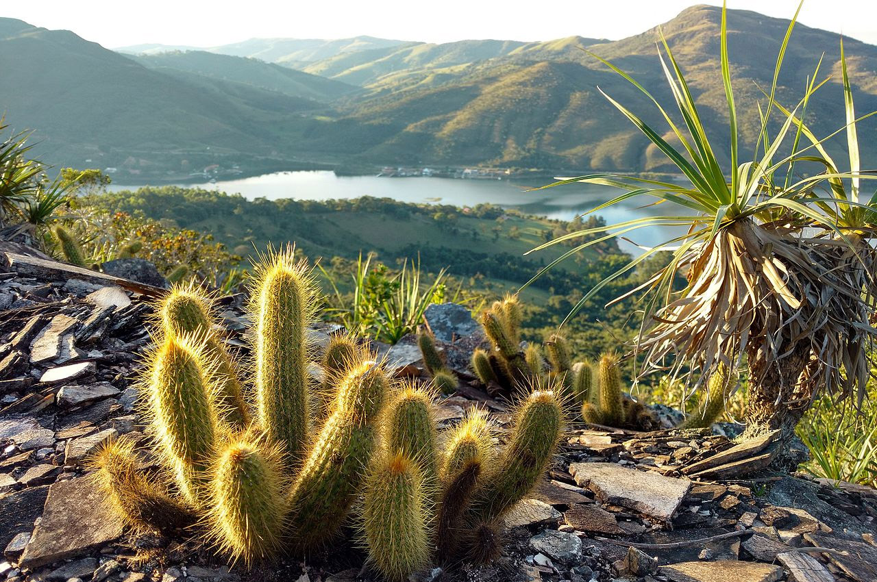Cactos em Capitólio vegetacao cerrado mineiro