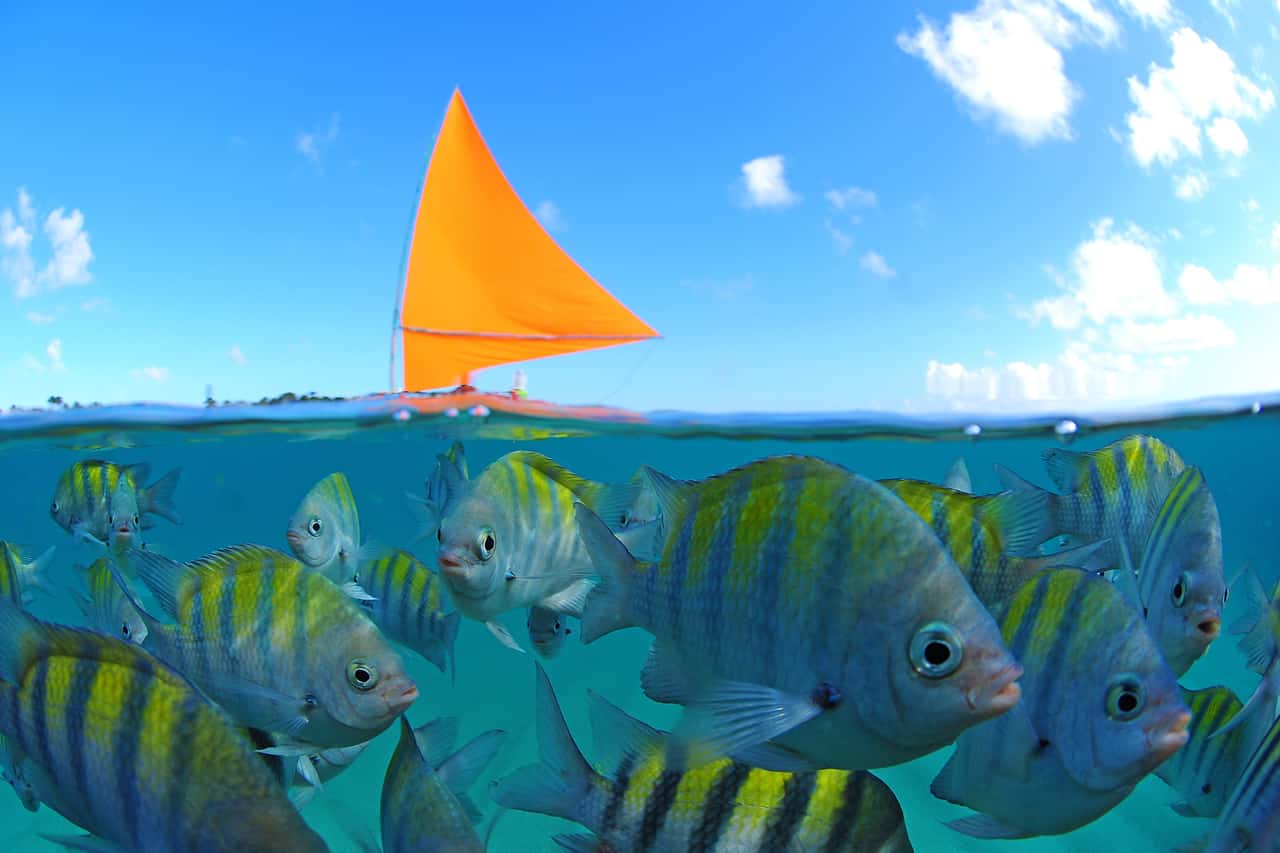 Mergulho em Porto de Galinhas Mergulho em Porto de Galinhas pernambuco