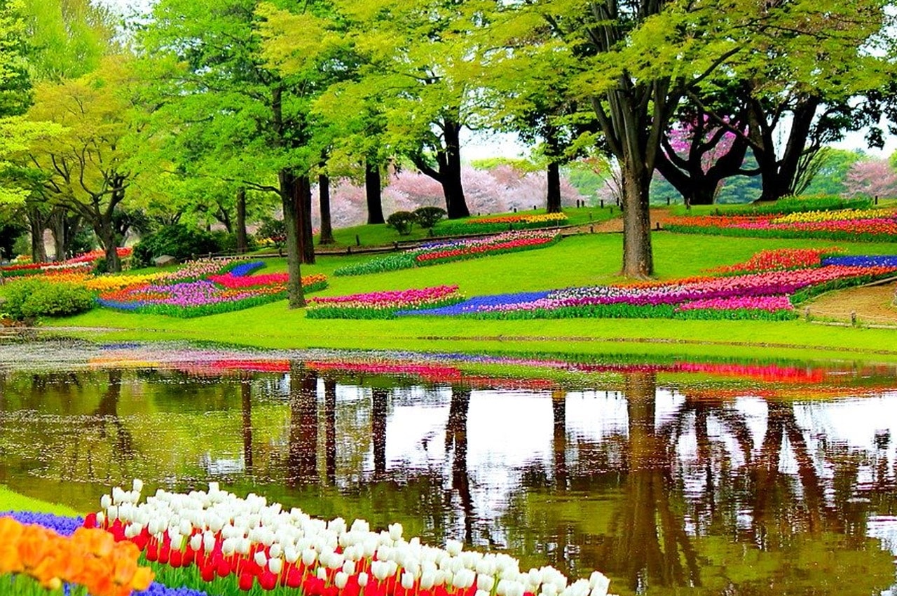 fotos de paisagens naturais flores holanda