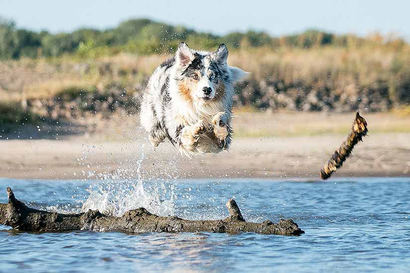 Fotos divertidas na praia com pets