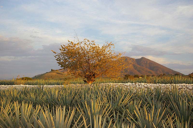 Principais cidades dos Pueblos Mágicos