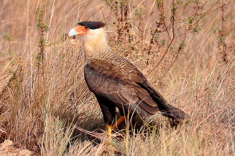 fauna cerrado mineiro