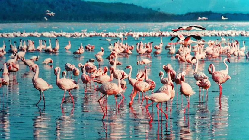 flamingos no lago