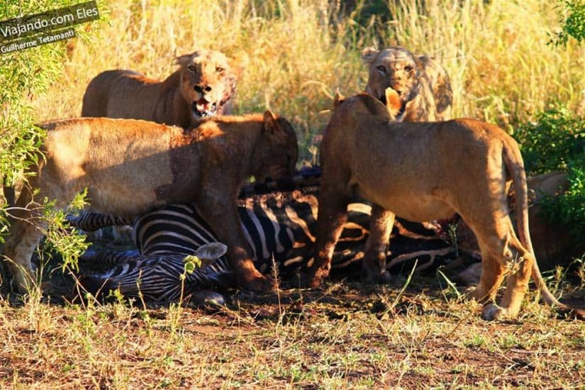 Kruger Park, Africa do Sul