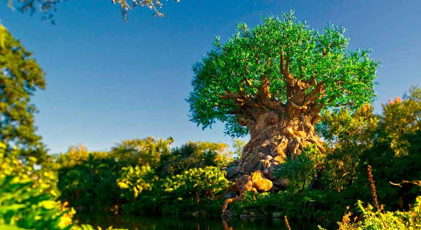 animal kingdom