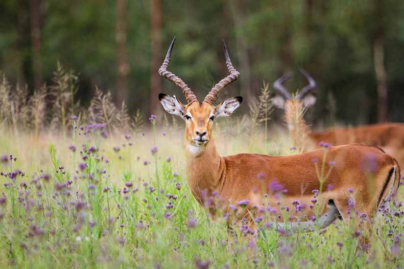 animais selvagens na áfrica