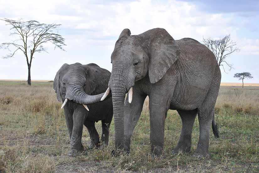  Parque Nacional Lake Manyara