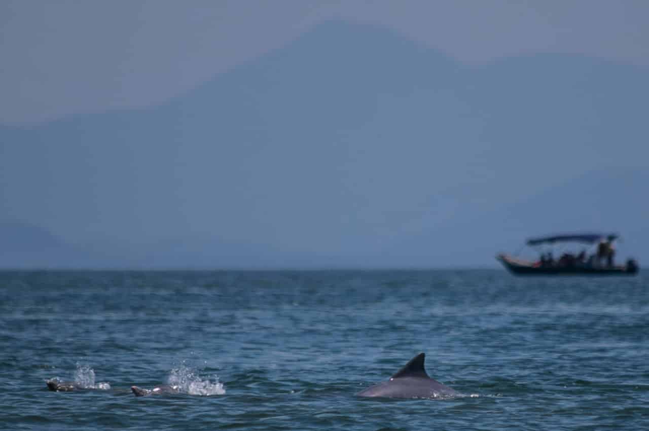 baía dos golfinhos