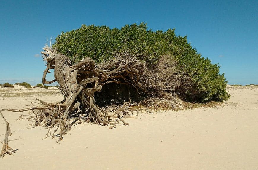 O que conhecer em jericoacoara