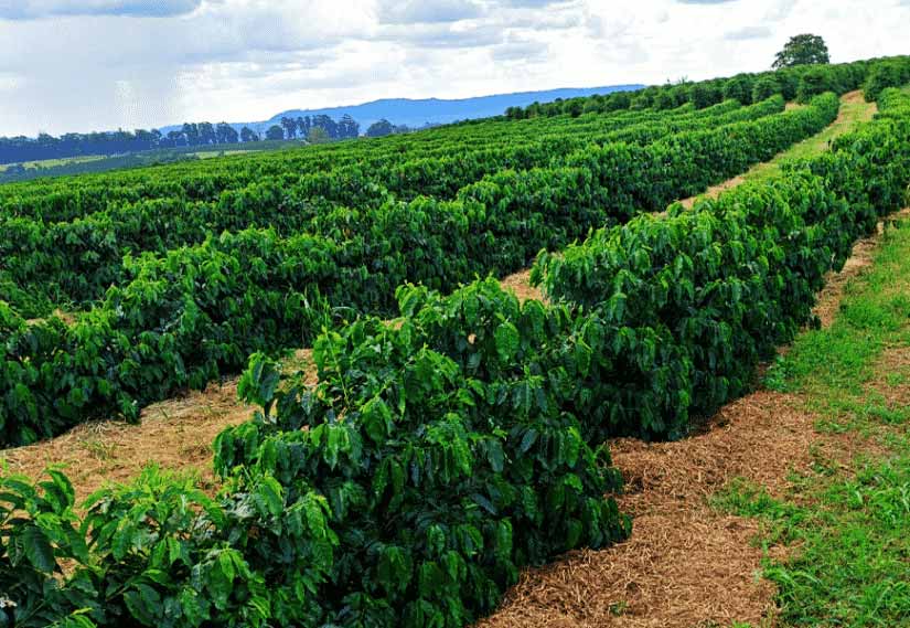 plantacao de café em minas gerais