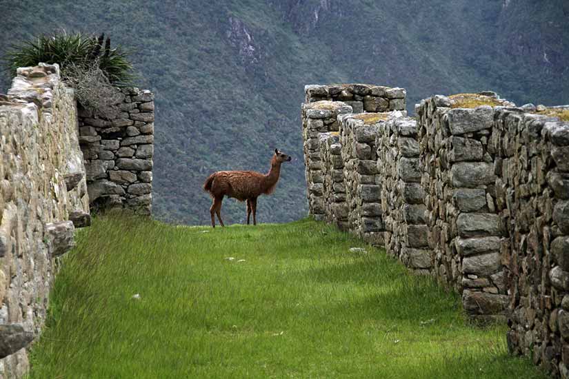 melhores atrações machu picchu