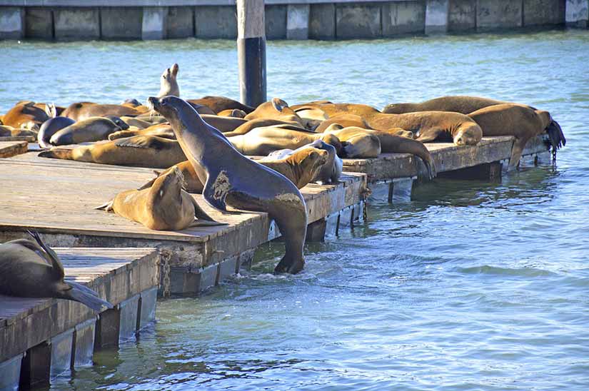 pier 39 leao marinho