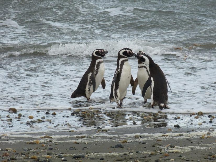 Pinguins em Isla Magdalena