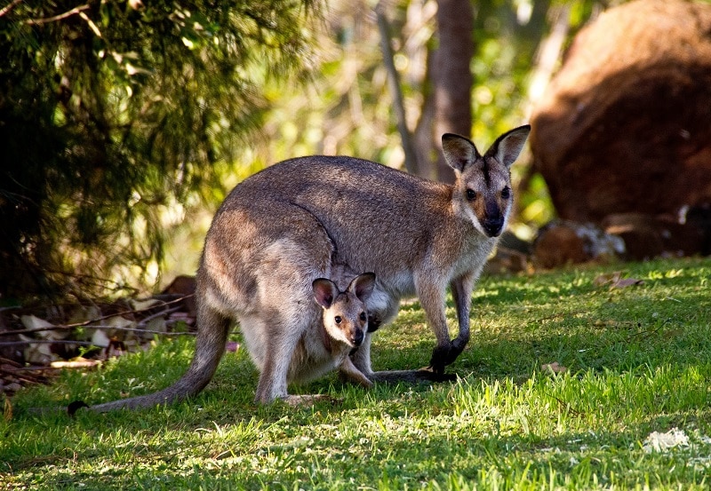 Seguro viagem para a Austrália