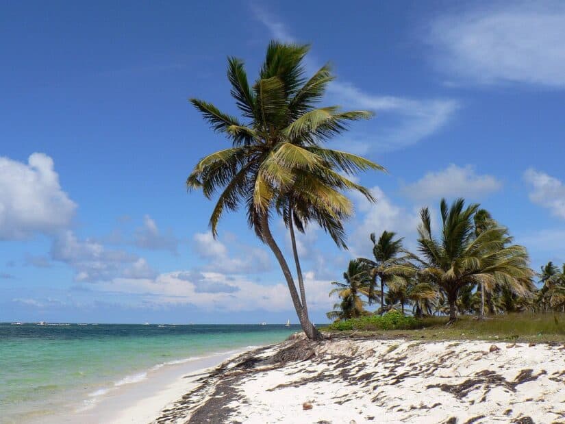 Palmeiras em uma praia de areia com águas azul-turquesa — descubra o paraíso com seguro viagem para Punta Cana.