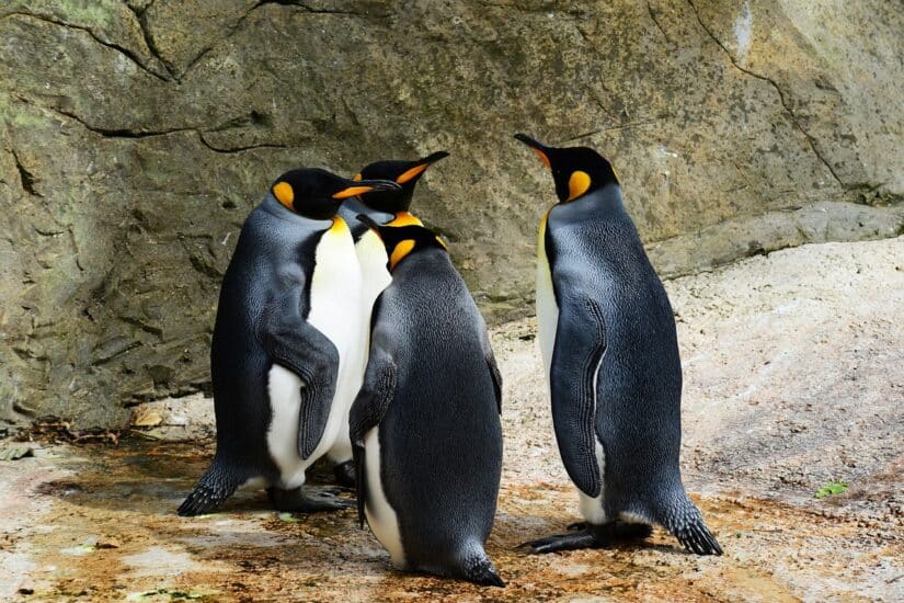 Onde ver pinguins no Chile