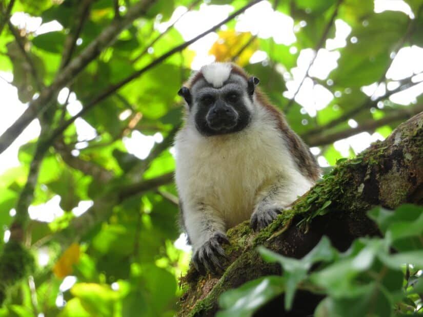 o que fazer no Panamá