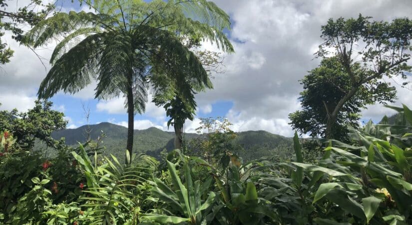 Passeio pela Floresta El Yunque em Porto Rico