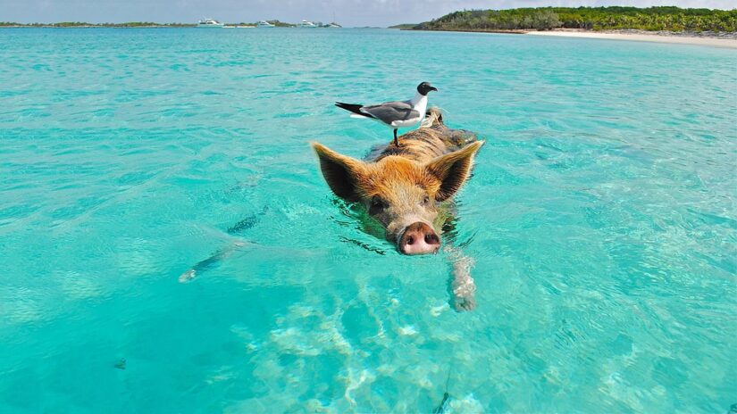 ilha porcos Bahamas