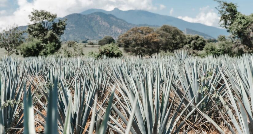 Passeios em Guadalajara para beber tequila