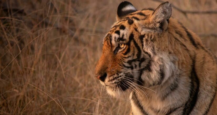 Ingresso para a reserva de tigres não Índia